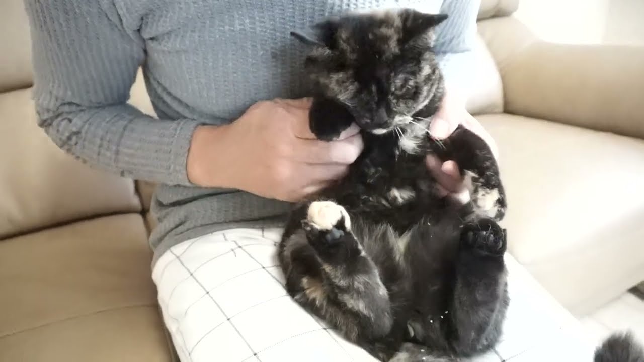 ブリティッシュショートヘアー子猫　British Shorthair　2022.7.16産まれ　トーティーシェル　錆び猫　女の子　シーダキャット猫のお店