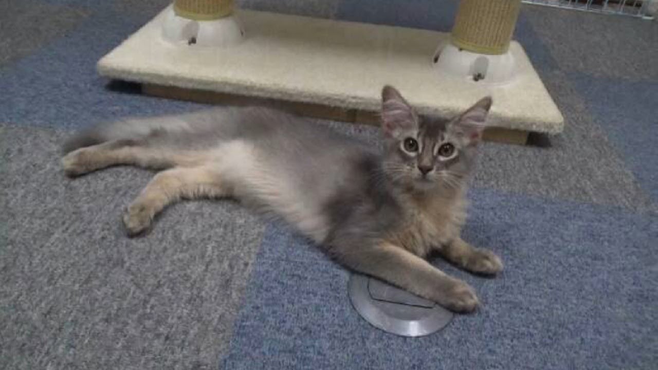 [ソマリ]　オモチャが大好きなので色々遊んだ日の子猫