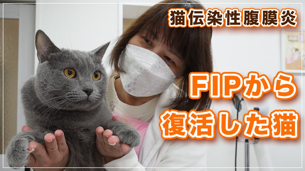 【ウニちゃん】不治の病から復活した猫【シャルトリュー】