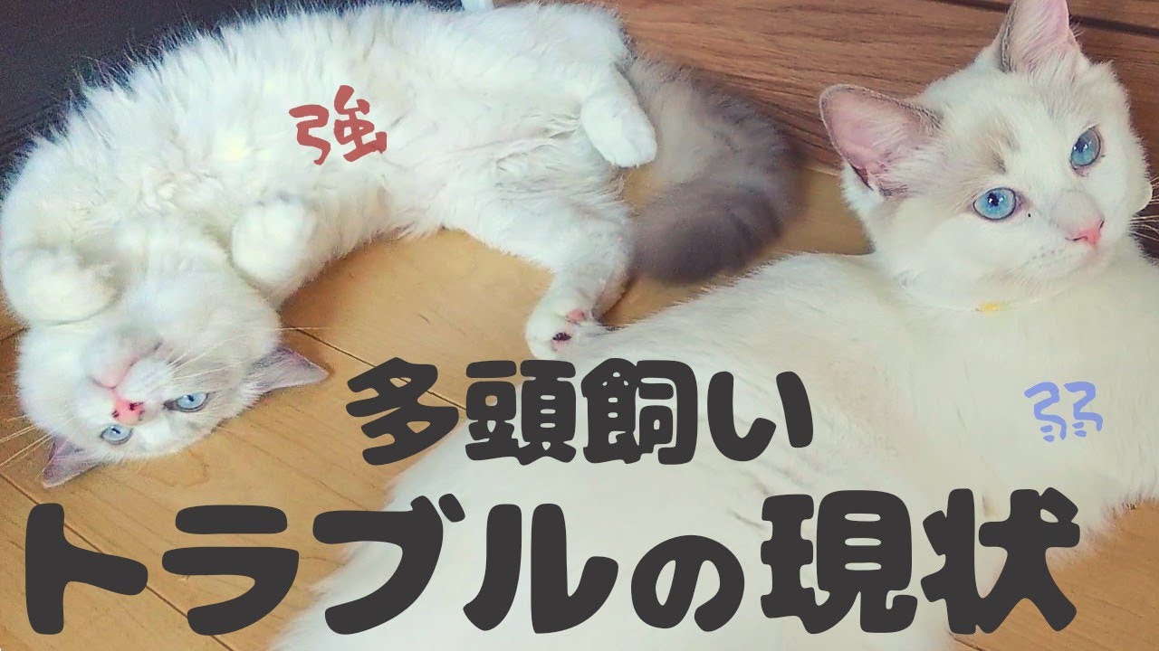 ラグドールも喧嘩する…。猫多頭飼いトラブルの現状【Ragdoll cat】