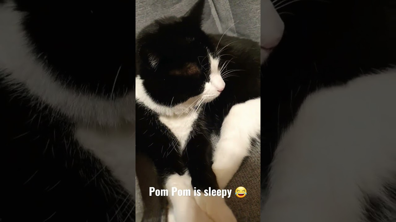 Sleepy cat on the couch, super cute Tuxedo Manx