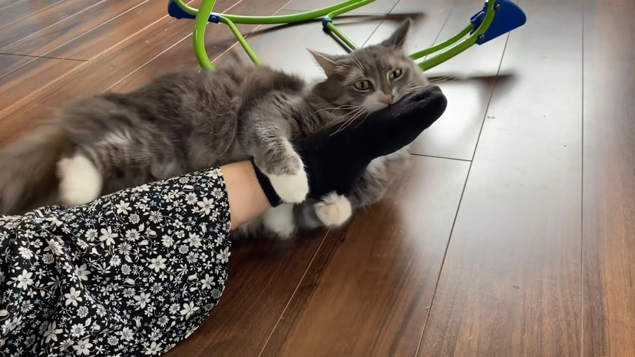 お客さん好きすぎる猫　ノルウェージャンフォレストキャットA cat that visitors like. Norwegian Forest Cat.
