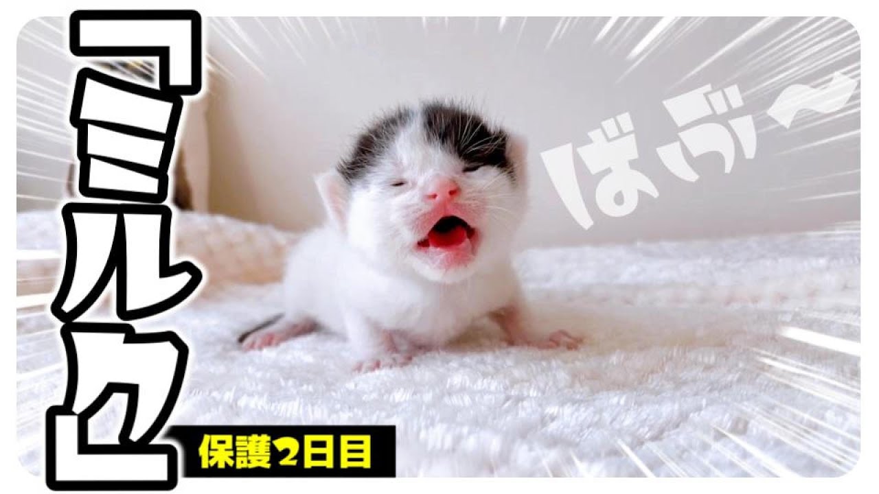 【子猫のミルク】飲み干す？哺乳瓶から離れない★待ちきれない子猫【保護猫生活2日目】