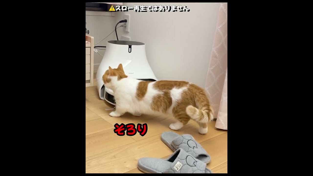 忍者になりたい短足ねこ【短足マンチカン】