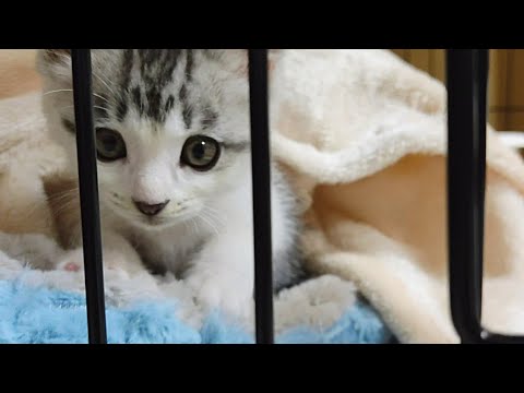 【保護猫】ふみふみしながら寝ちゃう甘えん坊子猫