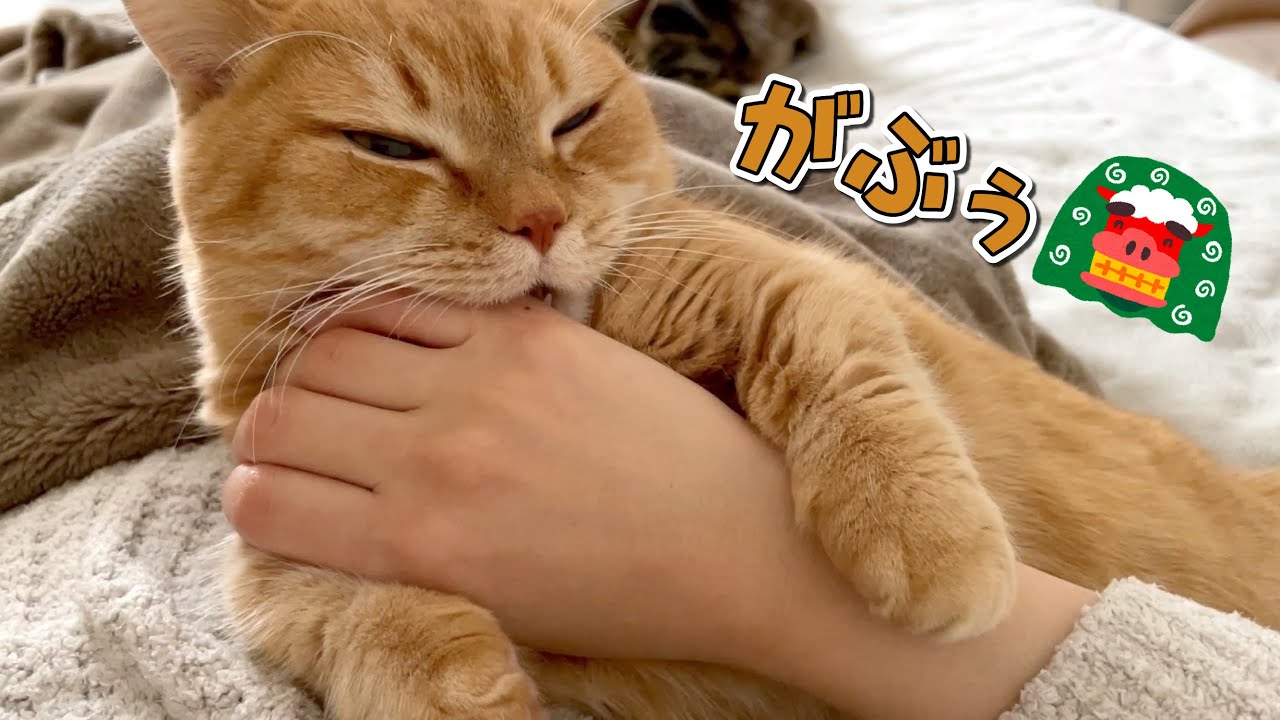 愛猫と年越ししたら新年早々ガブリと厄落とししてくれました！