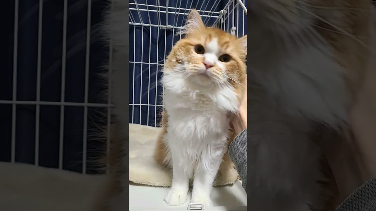 【ラガマフィン】甘えん坊の猫がこちら