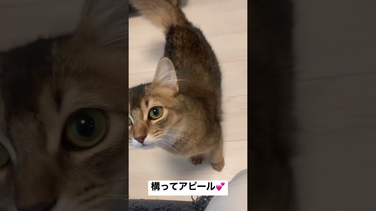 膝に手を乗せてくる子猫が可愛い #ソマリ #癒し猫動画  #しっぽ吸い