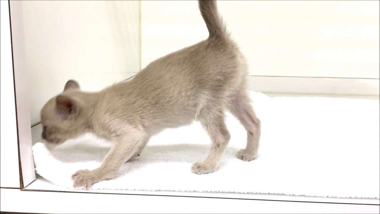 血統優良のトンキニーズです!!