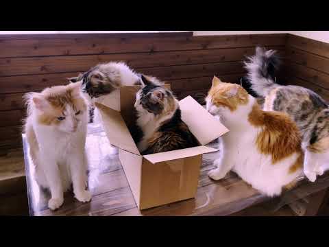 絶対に譲らないモンローママ［ノルウェージャンフォレストキャットNorwegian Forest Cat］