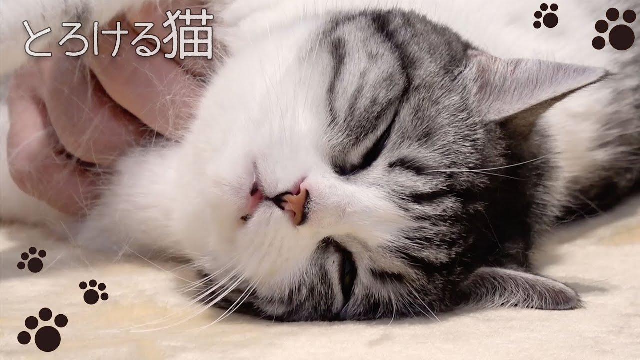 ただ猫をひたすら撫でまわしてみた【スコティッシュフォールド】