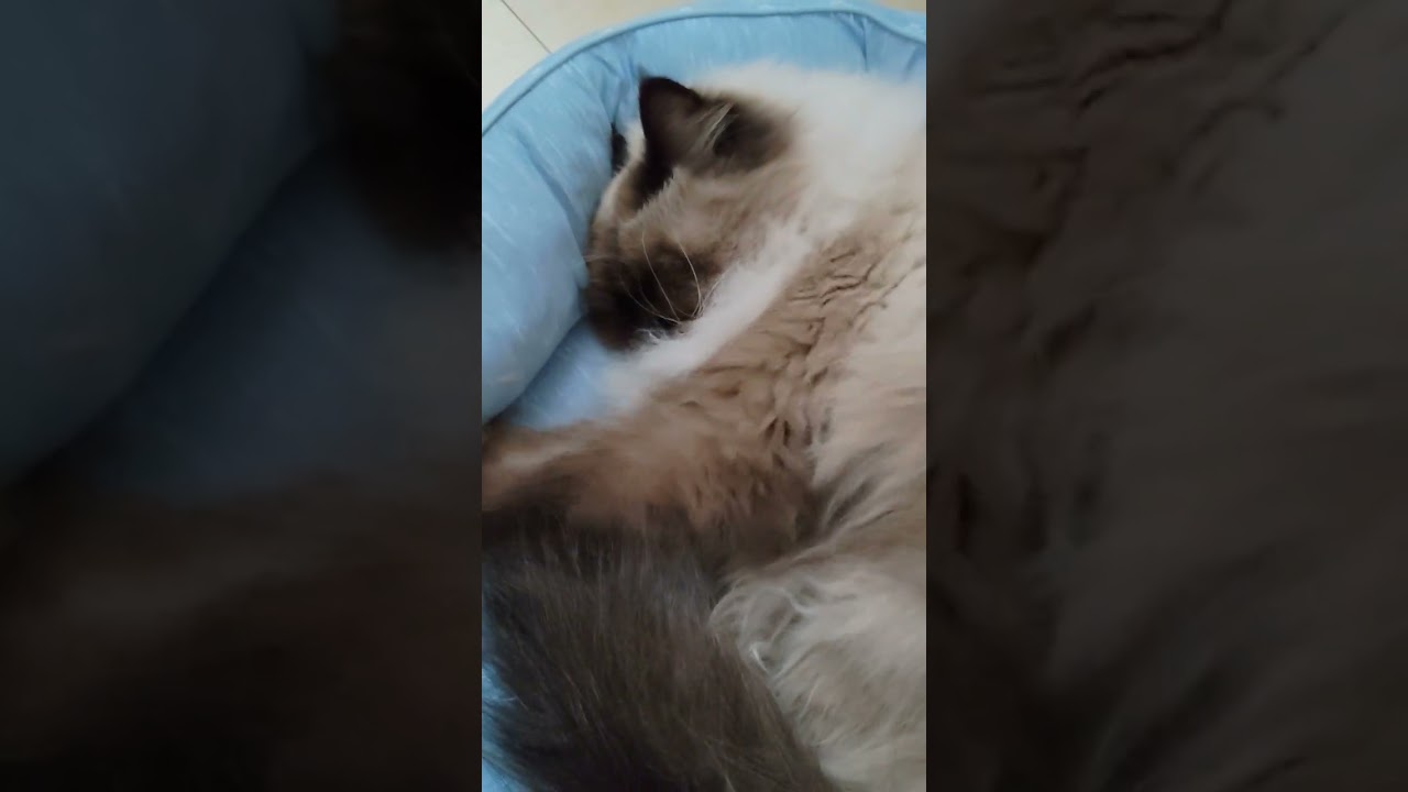 【ヒマラヤン】今日も元気にふみふみマン