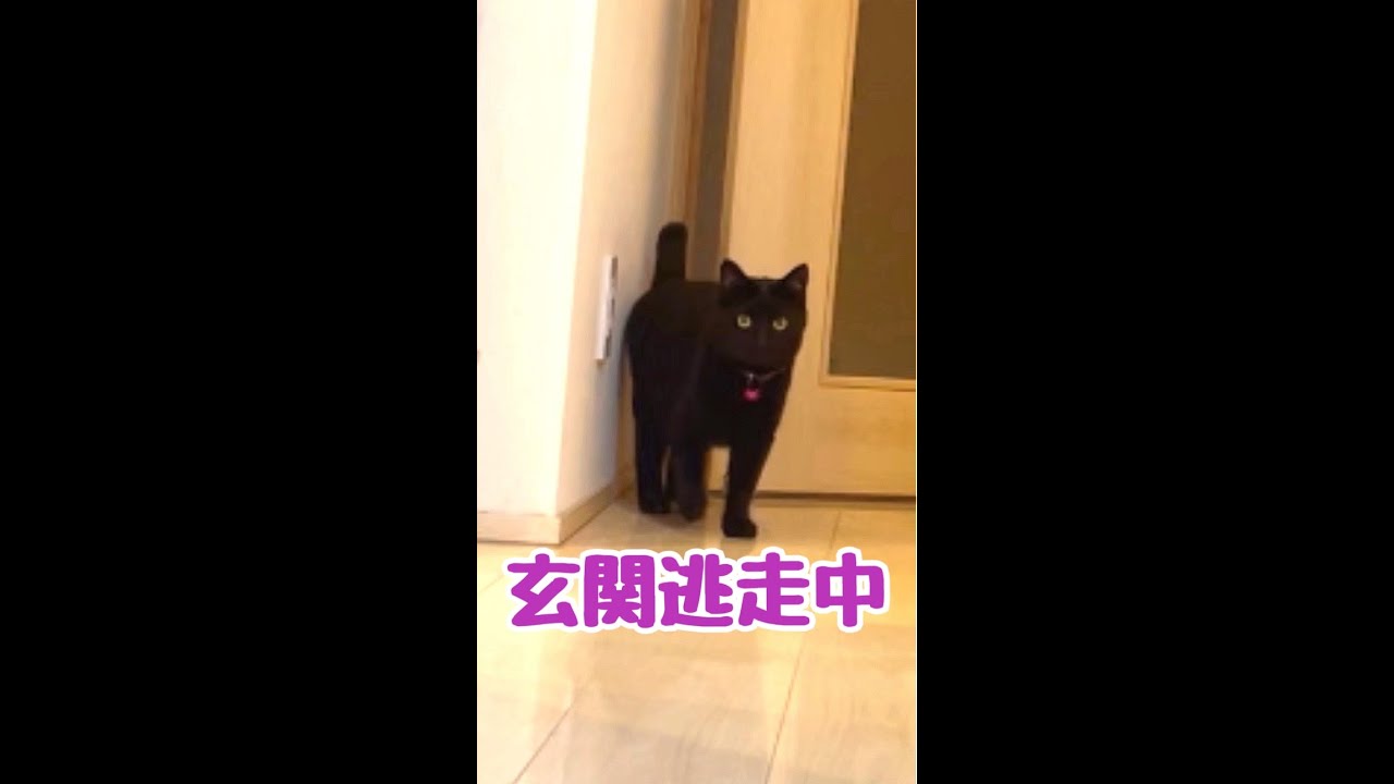 玄関脱走を諦めない猫達 #shorts