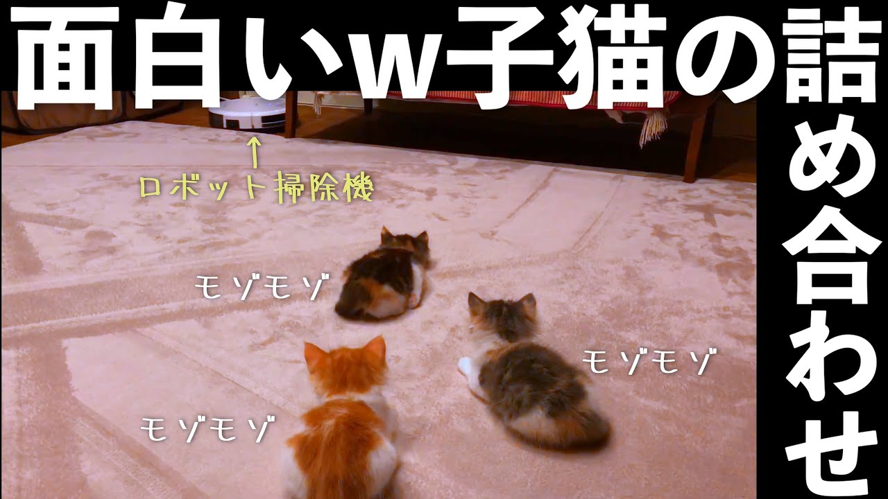 【面白い子猫集】と【お知らせ】ノルウェージャンフォレストキャット子猫時代の笑える”おもしろ特集”