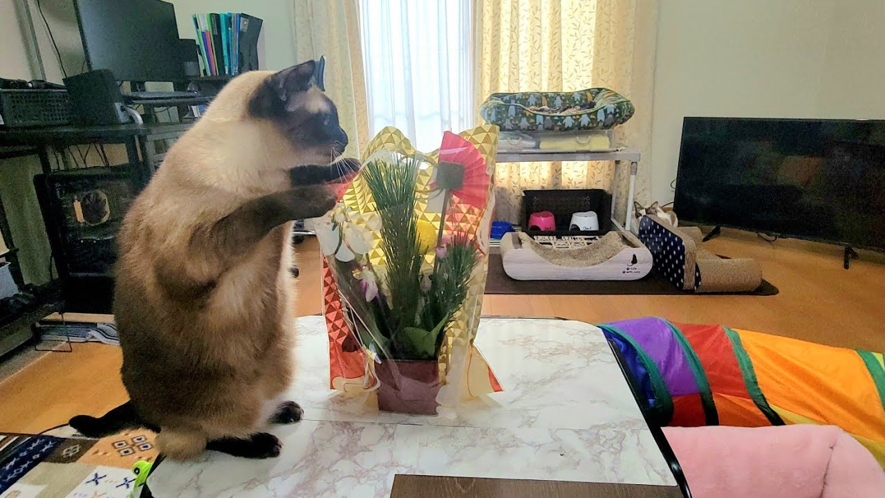正月花をプレゼントしたら速攻で開封して食べようとするシャム猫🎍