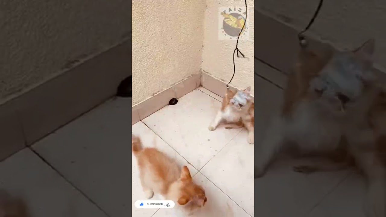 Brown cats🤫🤎😁 play time | Naughty cats🤣 for sale | Faiza pets