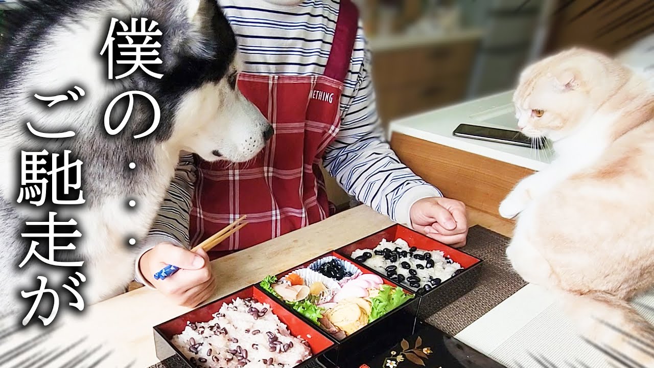 おせちを泥棒してハスキー犬に怒られた子猫がこうなっちゃいました...