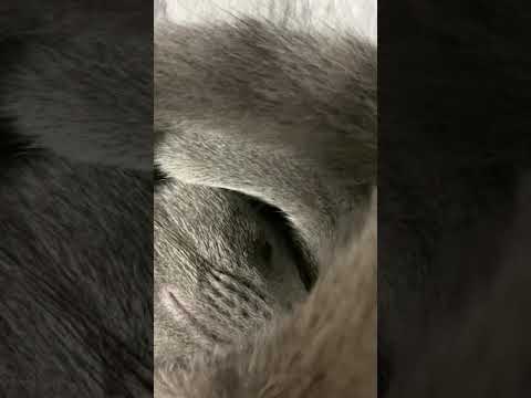 ロシアンブルー　新種の生物を見つけました！