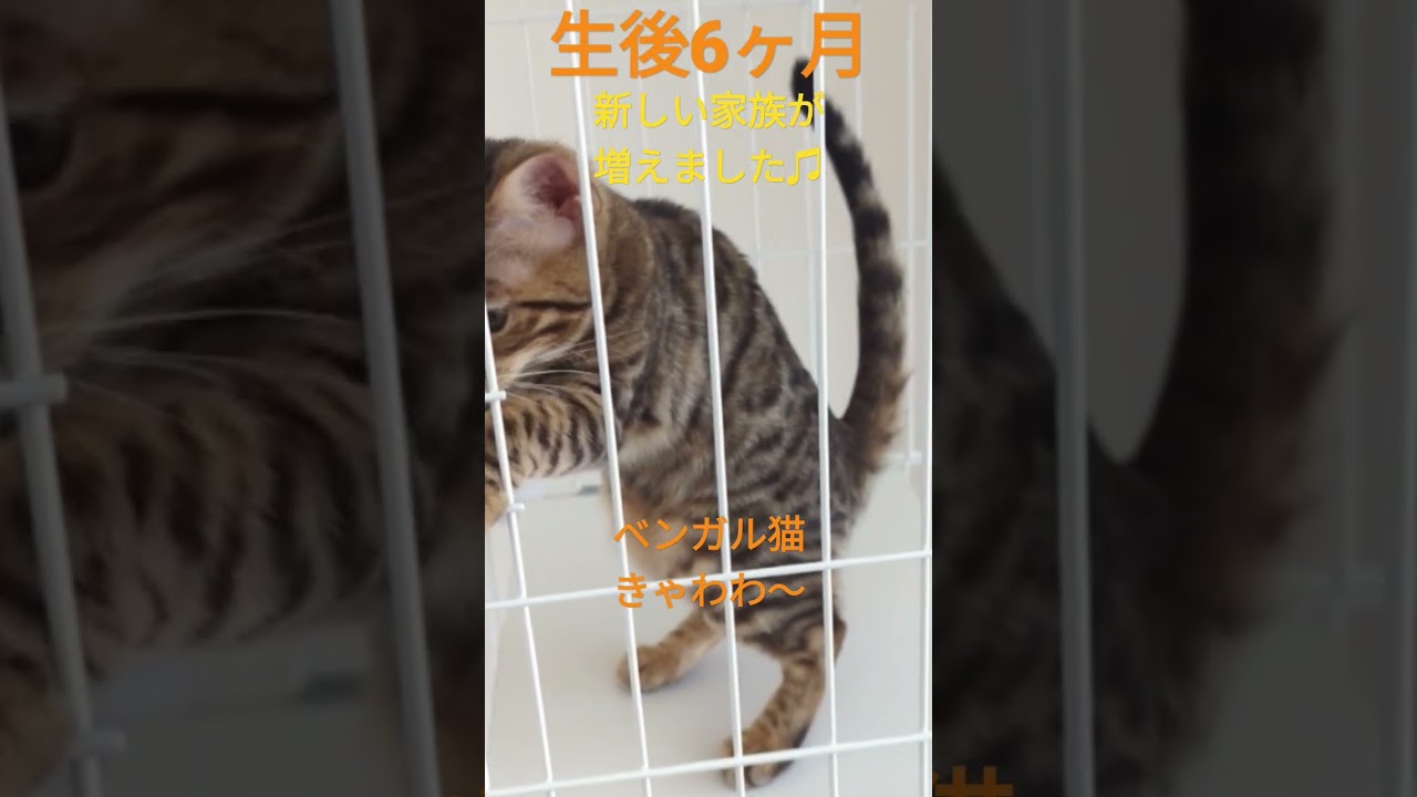 ベンガル猫を家族におむかえしました！#ねこ