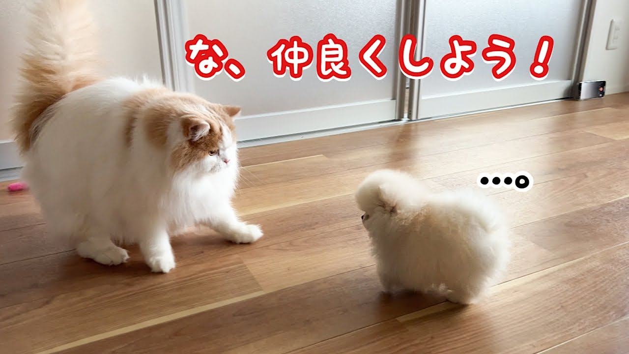 勇気を出して猫から子犬に仲良くしよう！とアピールをした結果こうなったw