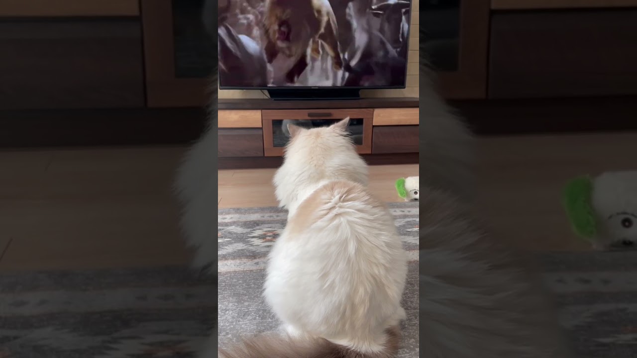 本能でライオンキングを見てしまう猫が可愛い
