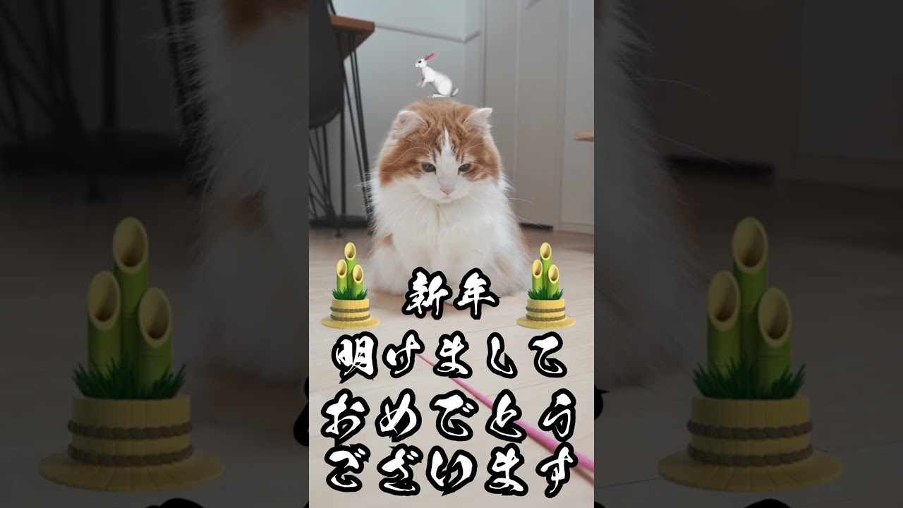 マンチカンからの新年のごあいさつ
