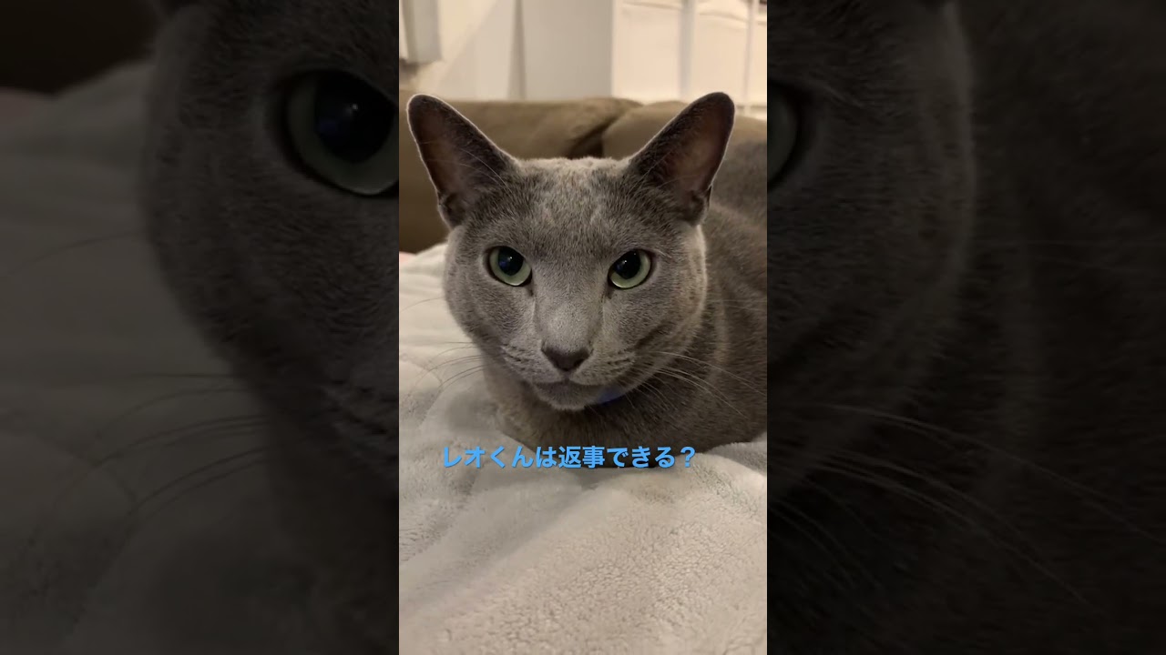 レオくん返事できる⁉️ #shorts #ロシアンブルー #russianblue #ねこ#お正月