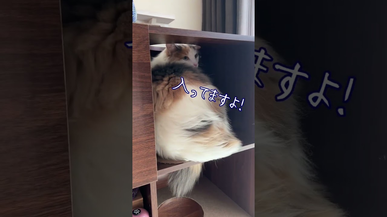 ノルウェージャンフォレストキャットが入っていますよ　#shorts