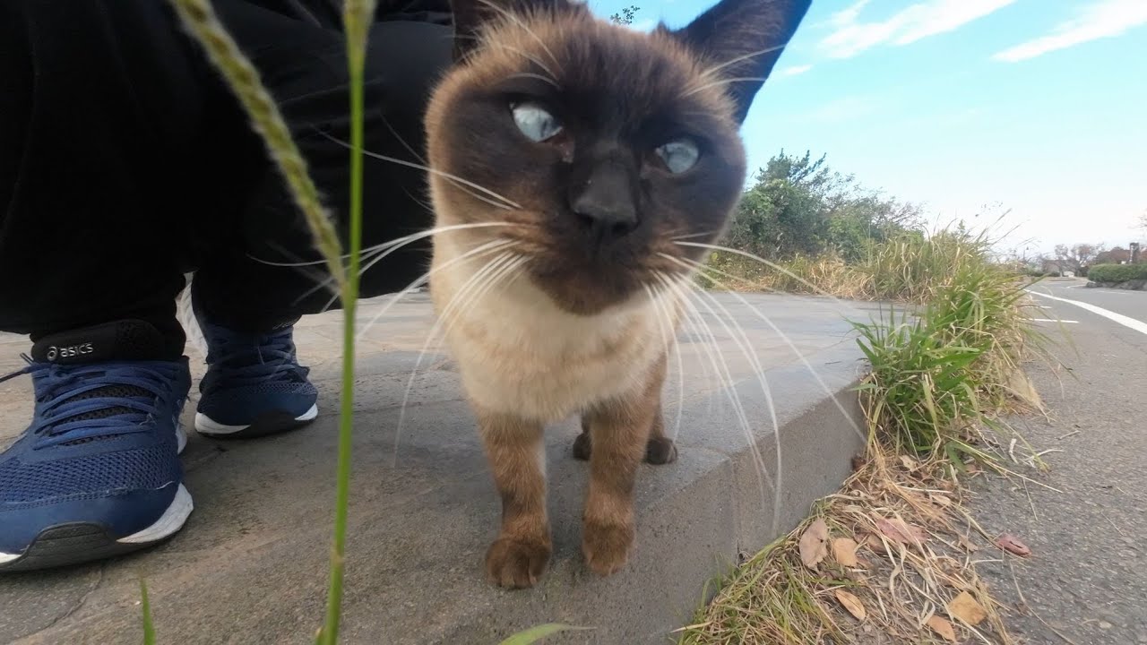 シャム猫さんの足の癖が個性的でおもしろい