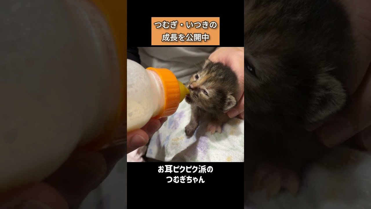 人工保育ですくすく成長中のつむぎといつき兄妹子猫♪