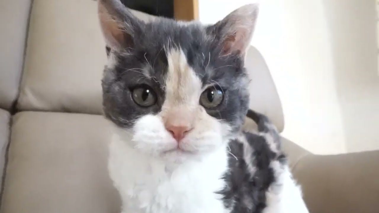 セルカークレックス子猫　2022.9.30産まれ 　ブラウンパッチドタビー＆ホワイト　女の子　シーダキャット猫のお店　Selkirk Rex