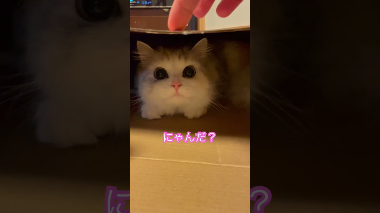 指が…恐怖でした😞 #shorts #子猫 #スコティッシュフォールド #kitten #cat