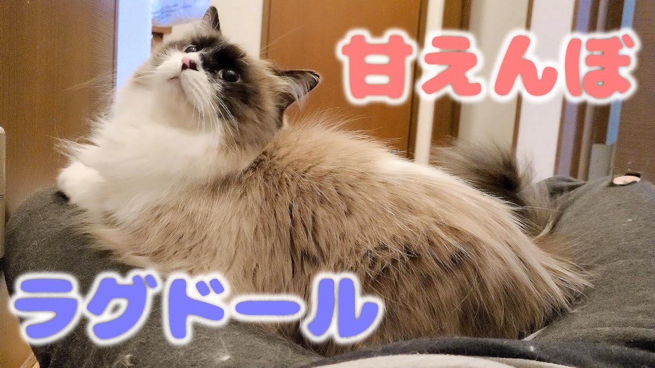 飼い主だけに甘えるラグドールがめちゃくちゃかわいい