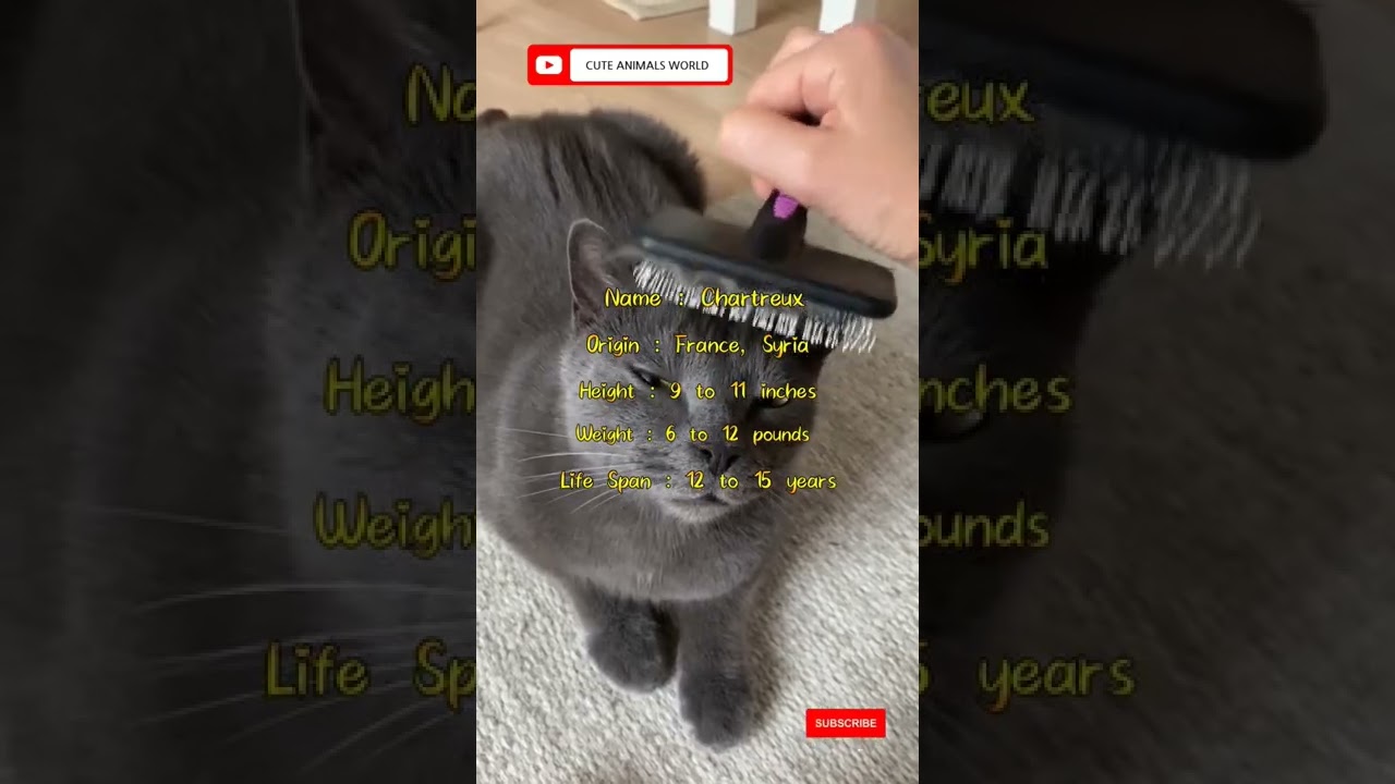 How long do Chartreux cats live? | Chartreux Kittens #shorts #chartreuxcat #cutecat #kitty