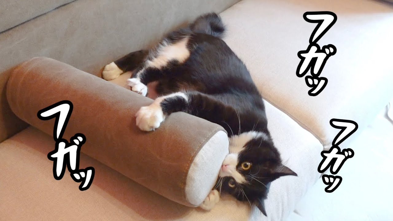 【狂気】新しくソファを購入したら子猫がこうなったww