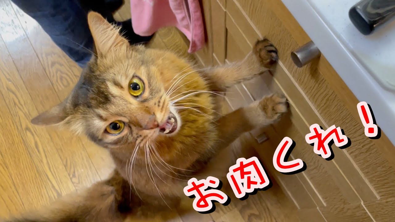 高級お肉に舌鼓する贅沢な猫【ソマリ】
