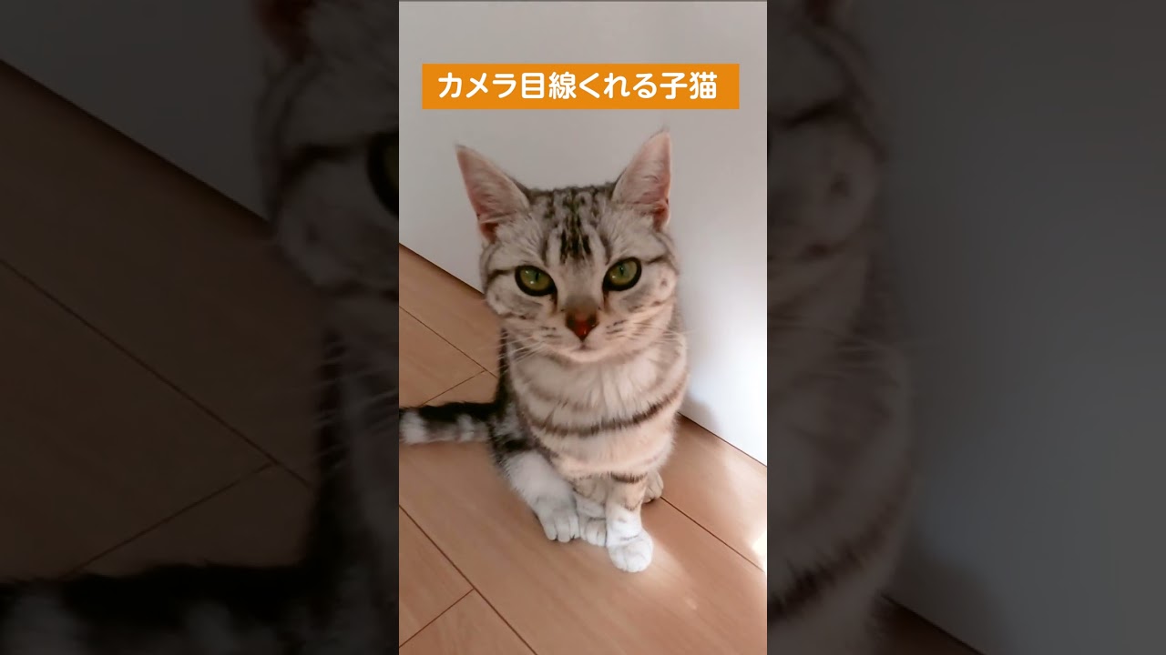 カメラ目線くれる子猫【アメリカンショートヘアー】 #shorts #猫動画 #子猫