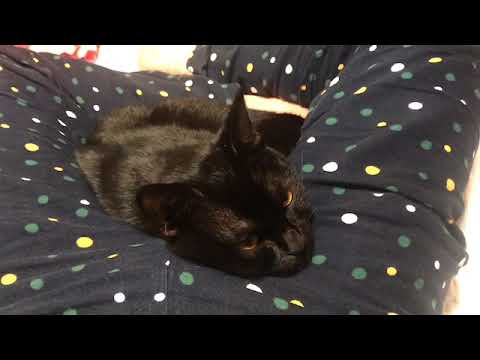 甘えっ子ボンベイの実力