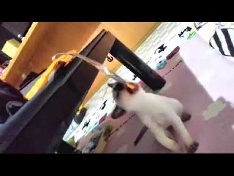 シャンパンミンクのトンキニーズちゃん