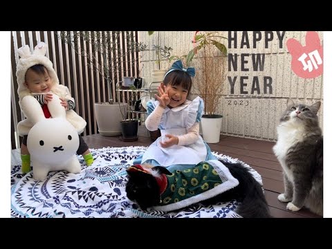 年賀状撮影に協力する猫としない猫　ラガマフィン&ノルウェージャンフォレストキャット　Cats that cooperate in filming, cats that don't