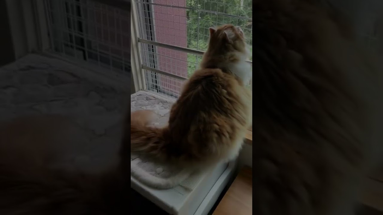 【ｱﾒﾘｶﾝｶｰﾙmocca】病院で毛玉処理したら幾らかかる？ #shorts #ねこ #猫 #アメリカンカール