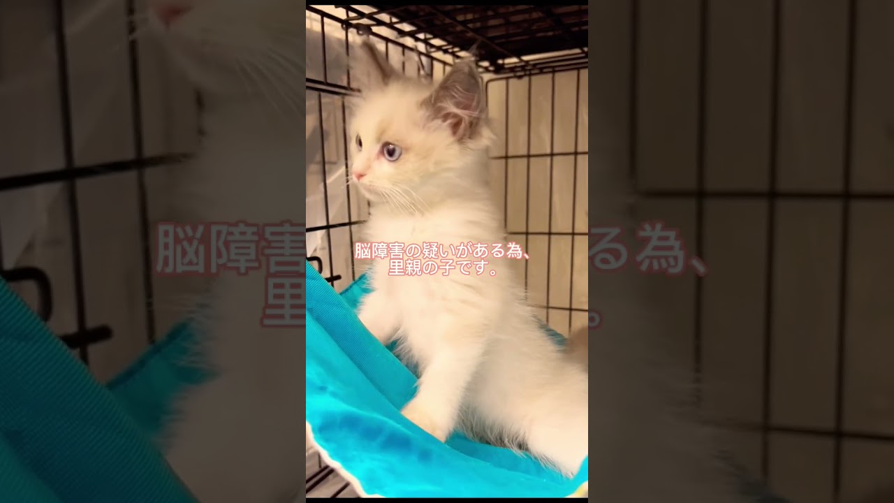 #里親募集中 #子猫 #ラグドール子猫 #可愛い猫