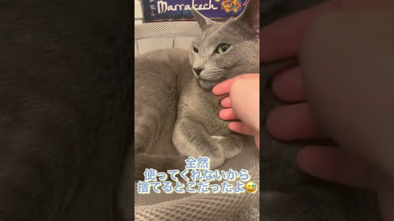 最近ビックリした猫の行動【ロシアンブルー】 #Shorts