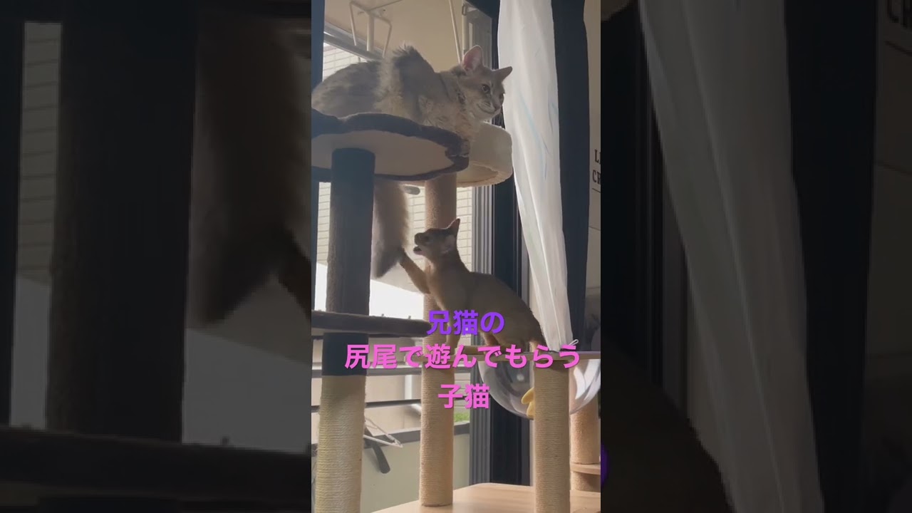兄猫の尻尾で遊んでもらう子猫#アビシニアン #ソマリ #子猫