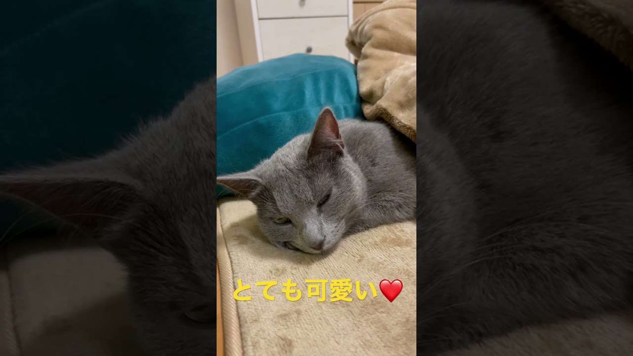 可愛くてごめん、が似合う猫（ロシアンブルー）#shorts