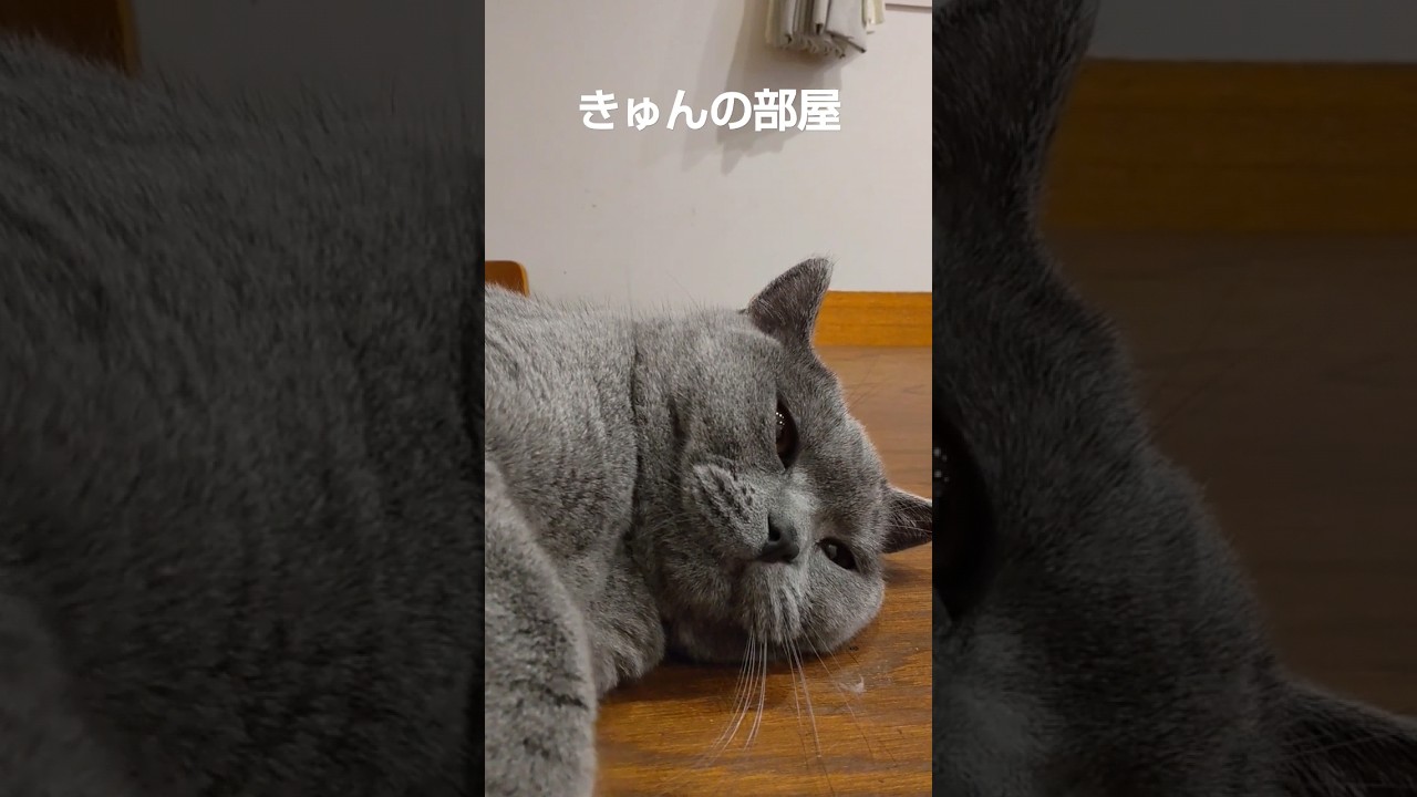 #ブリティッシュショートヘア #猫 #shorts #ねこ #cat