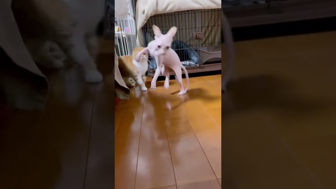 ボール遊びしていたら… #shorts #スフィンクス子猫 #Megalovania(Undertale Remix)