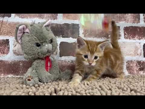 アメリカンショートヘアー   1/27 ♂