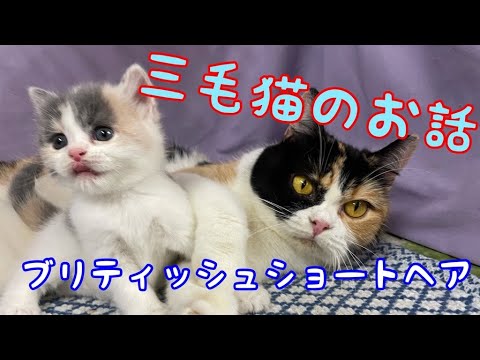 【キャリコと言われる三毛猫ちゃん親子】ブリティッシュショートヘア親子