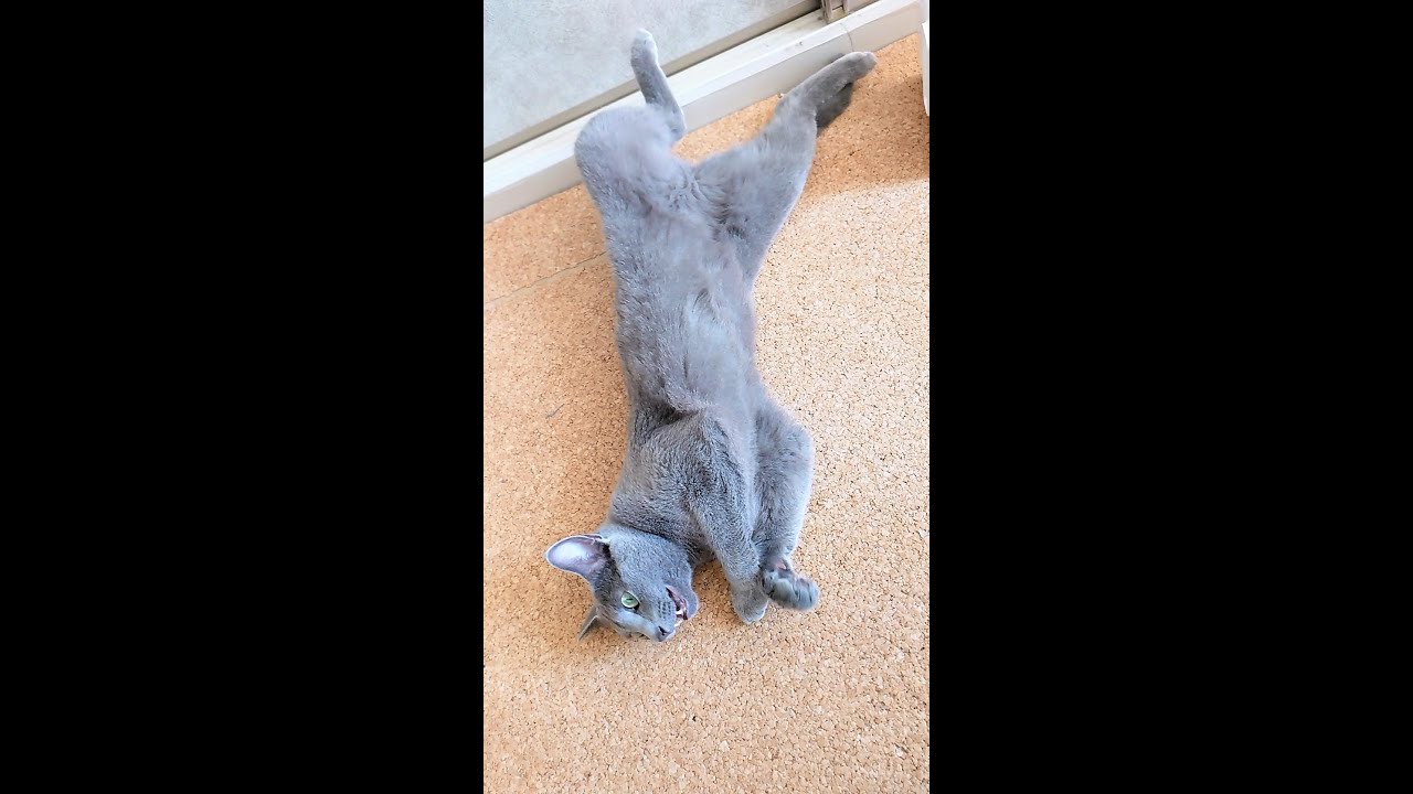 【猫動画】カメラを向けると起きてしまうロシアンブルー【russianbule】#shorts　Russian blue that wakes up when you point the camera
